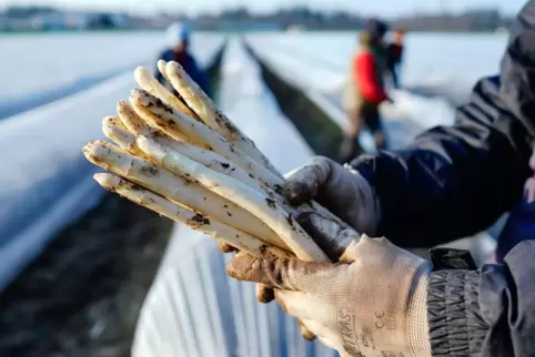 Ist bald wieder in Hofläden im Speyerer Umland erhältlich: Spargel.