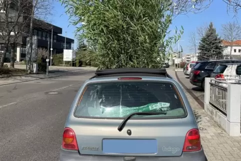 Der Twingo hatte bei der Kontrolle in Neustadt mehrere Meter hohe Pflanzen geladen.
