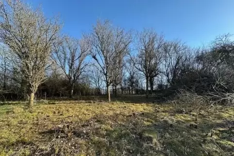 Die Streuobstwiese soll mit Ziegen beweidet und Schritt für Schritt mit neuen Bäumen bepflanzt werden.