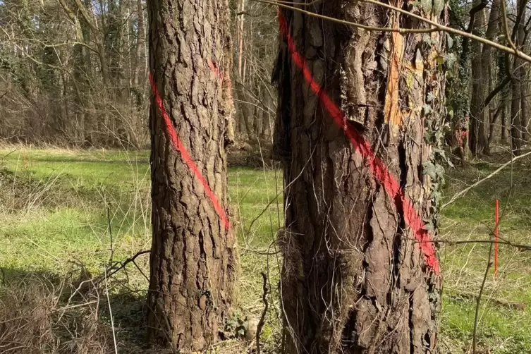 Die markierten B&auml;ume sollen gef&auml;llt werden.