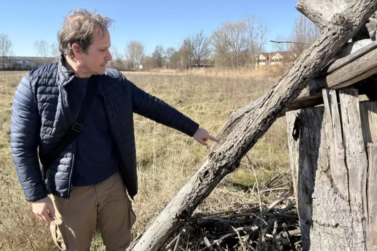 Wildbienenfachmann Ronald Burger hat auf der Bl&uuml;hwiese des Pfalzmarkts extra mehrere Toth&ouml;lzer angelegt, um den Lebensraum von s