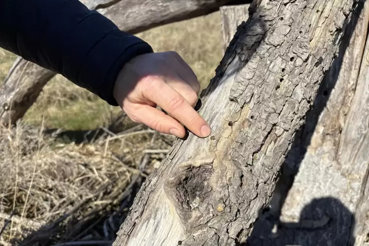 Experte Ronald Burger zeigt auf eine Niststelle f&uuml;r seltene Wildbienenarten.