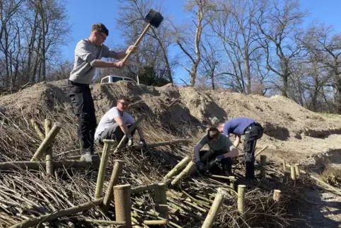 Mit schwerem Hammer: Holzpfähle werden ins Rheinufer getrieben. 