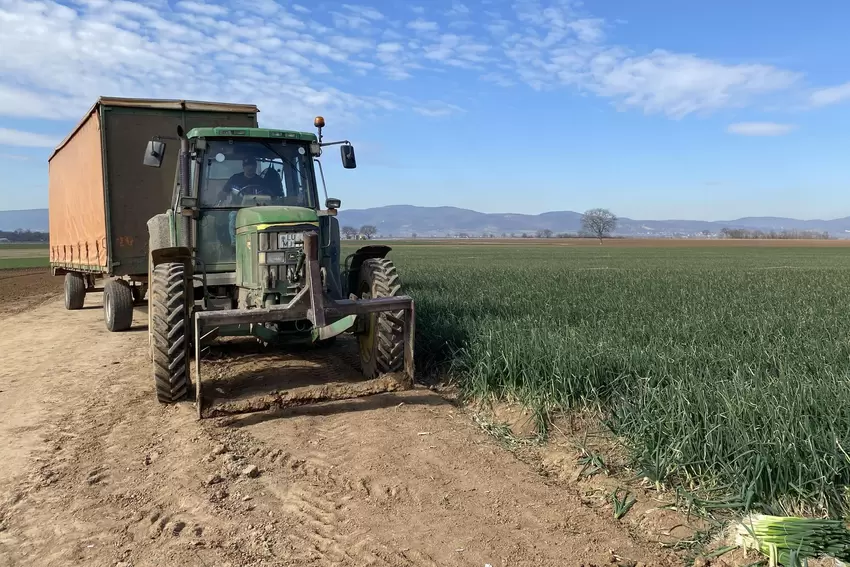 Mit der Schar wird der Boden vor der Ernte gelockert.