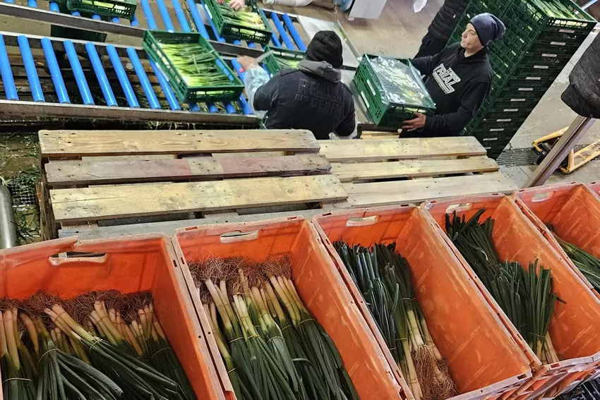 Die Winterzwiebeln werden schon gebündelt angeliefert.