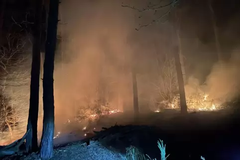 Bei Bad Bergzabern brannte am 28. März 2025 es auf einer etwa ein Hektar großen Fläche im Wald. 