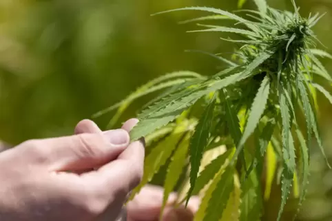 Cannabis-Pflanzen brauchen Pflege.