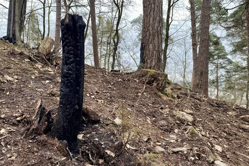 Für diesen Baum kam jede Hilfe zu spät, von ihm ist nur noch ein verkohlter Stumpf übrig.