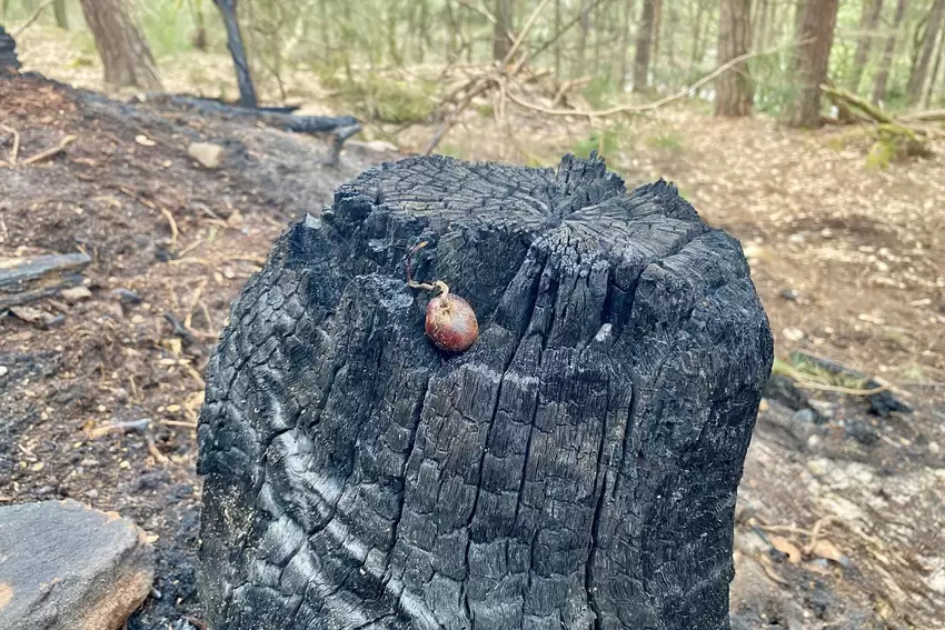 Die Kastanie wurde wohl erst auf den Baumstumpf gelegt, nachdem das Feuer gelöscht war.
