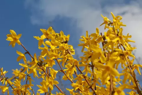 Das Frühlingswetter bietet in den nächsten Tagen viel Sonnenschein.