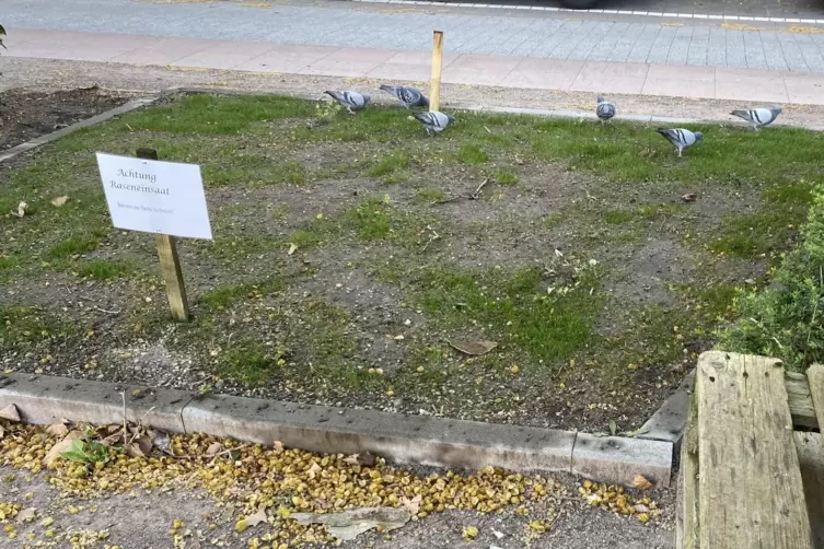 Bodenebenes Beet: Auch Tauben gef&auml;llt die Rasenaussaat. 