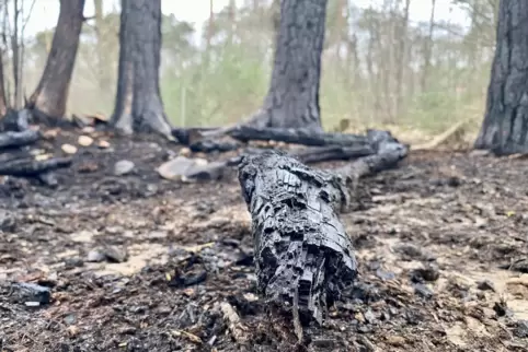 Rund 400 Quadratmeter Wald waren von dem Feuer betroffen. 