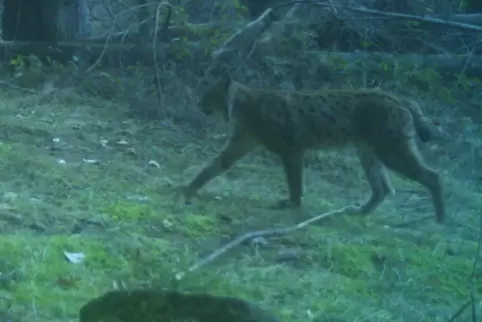 Jüngste Sichtung von Alfi: Am 6. März erwischte eine Fotofalle den Luchs bei Johanniskreuz. 