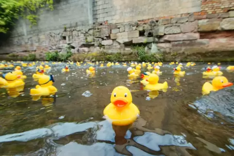 enten im wasser