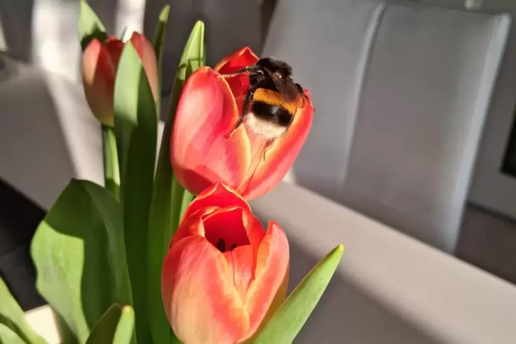 Von Tulpen angezogene Hummel. 