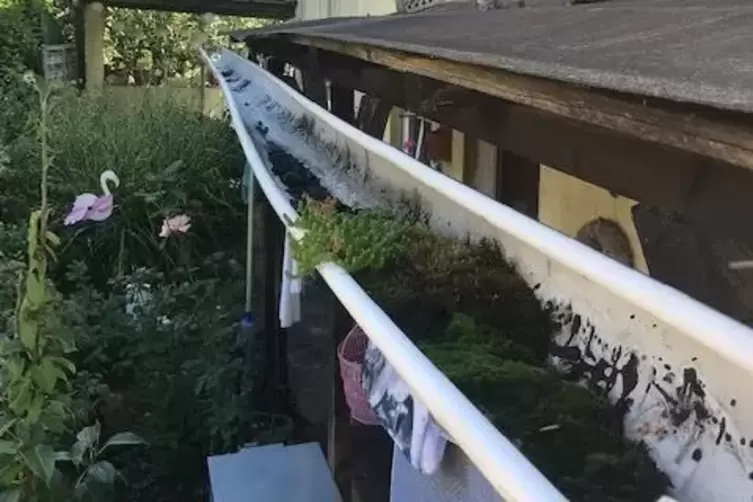 Auch hier f&uuml;hlt sich die Tigerm&uuml;cke zur Eiablage wohl: eine verstopfte Regenrinne. 