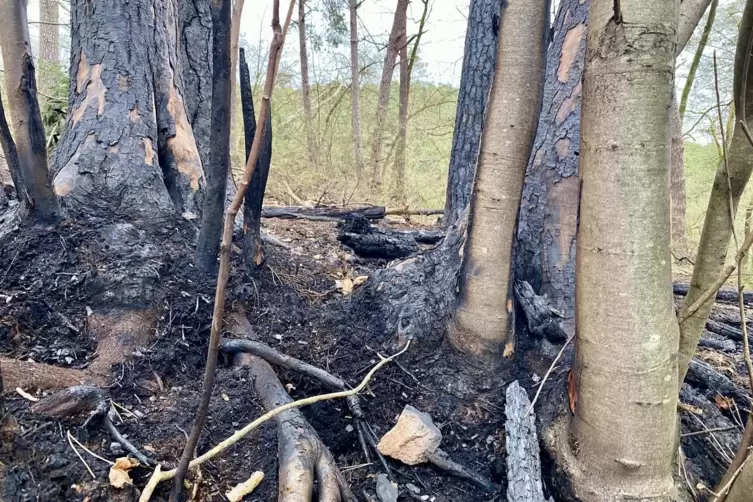 Der Brand in Bad Bergzabern w&uuml;tete auf 400 Quadratmeter Fl&auml;che und hinterlie&szlig; verkohltes Geh&ouml;lz. 