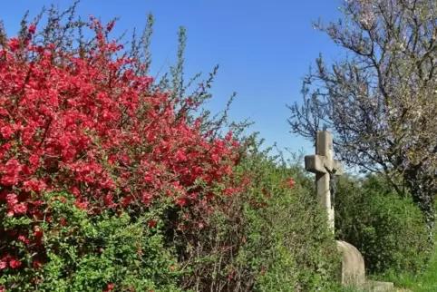 Von Wachenheim führt der Spaziergang zu einem Forster Feldkreuz.