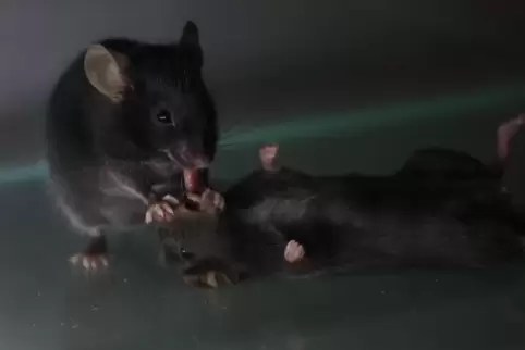 Eine Maus zieht ihrem bewusstlosen Gegenüber in einem Versuch die Zunge aus dem Mund 