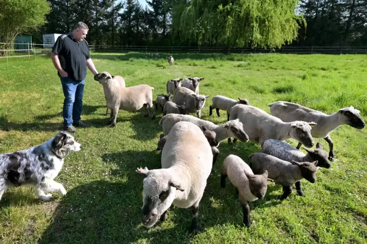 G&uuml;nter Weick hat den Auftrag, seine Schafe am M&uuml;llberg in Speyer grasen zu lassen, schon seit 2014 inne. 
