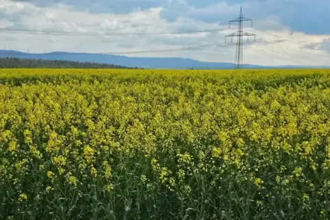 Über Ostern werden in der Westpfalz die Wolken dominieren, immer wieder kann es Schauer geben – die Natur wird’s freuen. 
