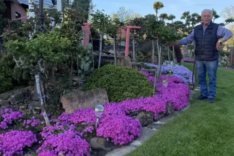 Der lilafarbene und blaue Phlox an Alois Niesers Terrasse ist mehrere Jahre alt und bedeckt den Boden großflächig. 