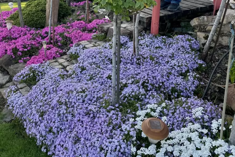 Die Bauerngartenpflanze schlechthin: Phlox in Alois Niesers Garten. 