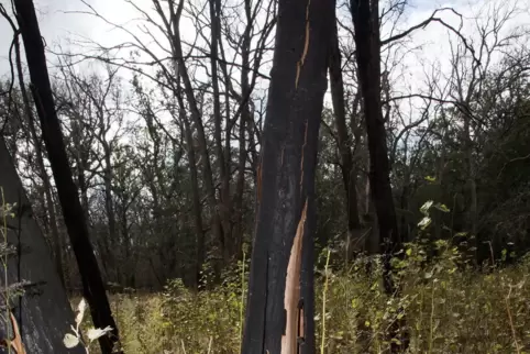 Nach einem Waldbrand in Treuenbrietzen in Brandenburg keimen sogar Eichen und lassen einen naturnahen Wald aus eigener Kraft wac