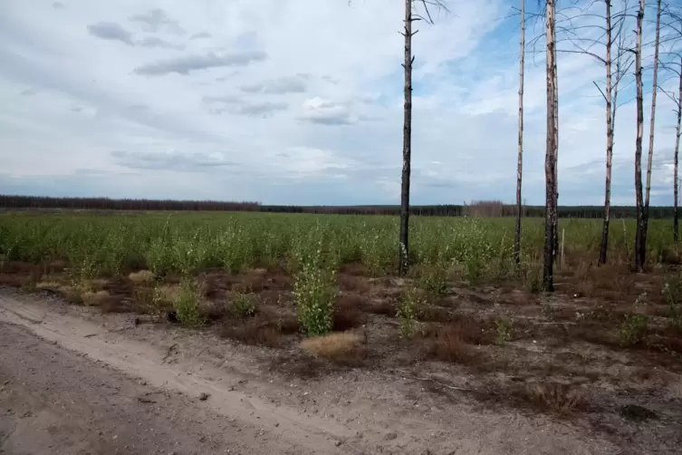 In der herk&ouml;mmlichen Forstwirtschaft werden Waldbrandfl&auml;chen wie hier in Treuenbrietzen ger&auml;umt, um auf den kahlen Fl&auml;chen neue 