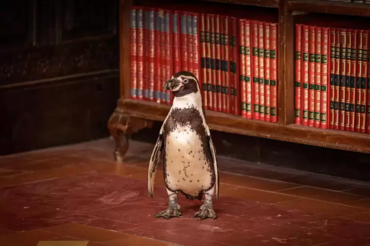 Juan Salvador, der Pinguin.