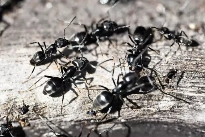 Eine invasive Ameisenart breitet sich in Rheingönheim aus. Ein Anwohner verzweifelt fast. Eine invasive Ameisenart breitet sich in Rheingönheim aus. Ein Anwohner verzweifelt fast.