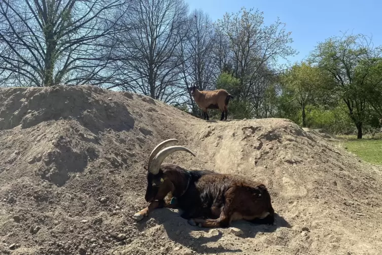 Chillen in der Sonne: Nach dem Fressen ruhen die Tiere. 