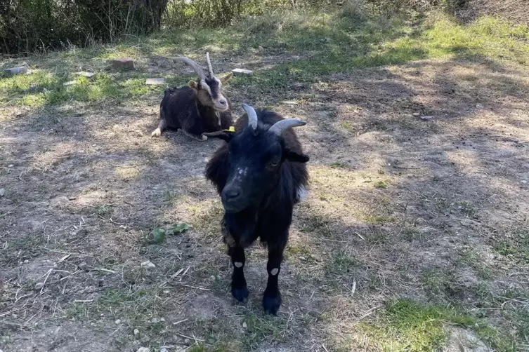 Wer kommt denn da? Besucher im umz&auml;unten Areal werden keck begr&uuml;&szlig;t.