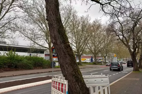 Der Baum ist zu weit in die Straße gewachsen.