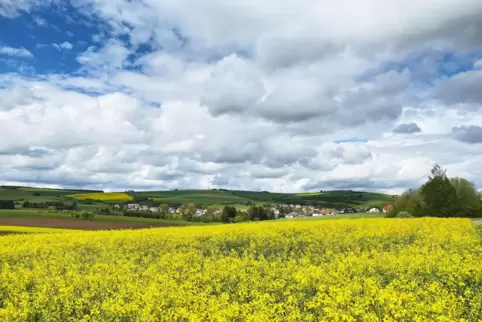 Die blühenden Rapsfelder werden gegen Ende der Woche auch häufiger von der Sonne beschienen. 