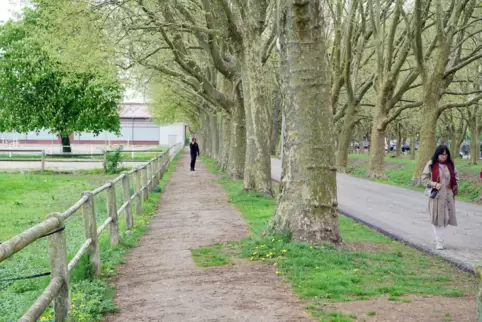 Blick in die Gestütsallee: links der schmale Fußweg, der künftig wegfällt.