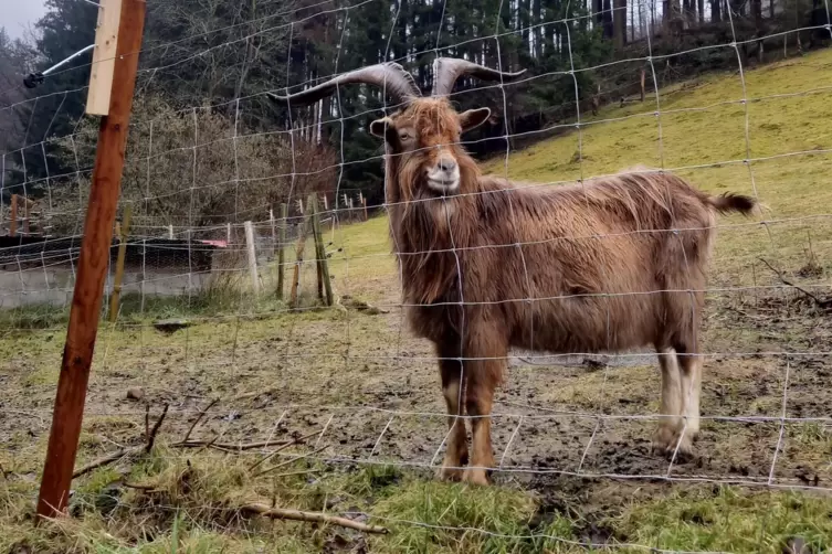 Der neue Elektrozaun bietet Schutz. 