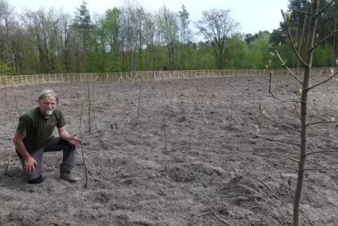 Hier standen vertrocknete Kiefern, jetzt wird ein Mischwald gepflanzt, sagt Förster Georg Spang. 