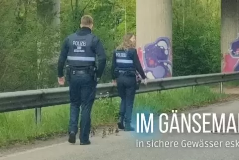 Im Gänsemarsch durch Zweibrücken. 