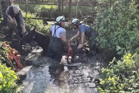 Das Pferd war tief im Schlamm versunken. 