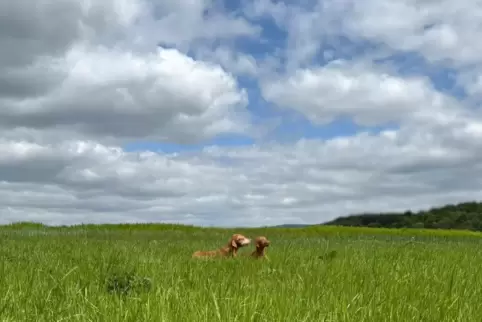 Sonnenbad auf der grünen Wiese bei Mehlingen: Die beiden Viszlas Ben und Ruby legen beim Sonntagsspaziergang eine kleine Pause e