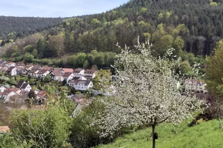Steiler Start: Die Streuobstwiese am &bdquo;Beutelstein&ldquo; liegt hoch &uuml;ber Lambrecht.