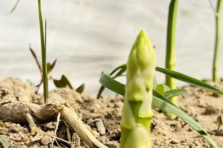 Durchbruch: Spargel wartet auf seine Ernte.