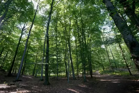Es geht ab in den Wald.
