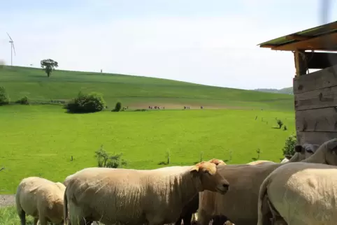 Das freundliche Wetter dürfte auch die Schafe erfreuen. Ab Freitag zeigt sich die Sonne mehr als zehn Stunden täglich. 