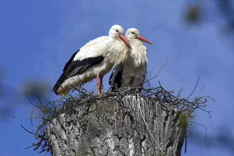 Nach der F&auml;llung des morschen Baumstumpfs hat sich das Storchenpaar ein neues Nest am Rande des Bads eingerichtet. 