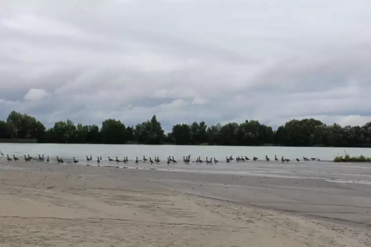 Hier soll die Anlage installiert werden: Nordufer des Baggersees, direkt am Betriebsgelände von Holcim.