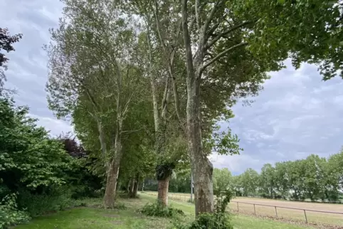 An der Platane in der Mitte sind braune, abgestorbene Blätter deutlich zu sehen. 