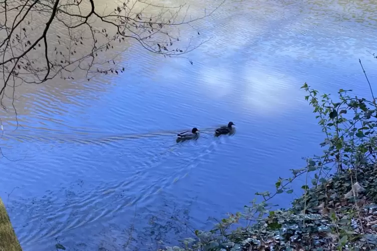 Nicht nur Schw&auml;ne, sondern auch Enten f&uuml;hlen sich im Weiher wohl.