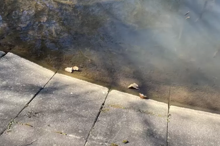 Des &Ouml;fteren bleibt Brot vom Entenf&uuml;ttern im Weiher zur&uuml;ck.